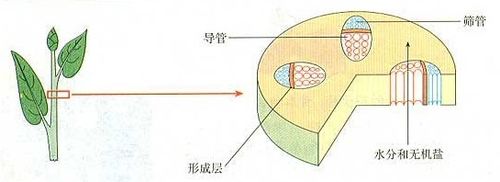 木本植物幼茎的切面示意图 21.韧皮部的筛管由上往下运输有机物. 22.