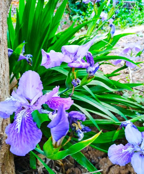 鸢尾花只在初夏开花,每朵花的花期很短,绽放时不过三五天.