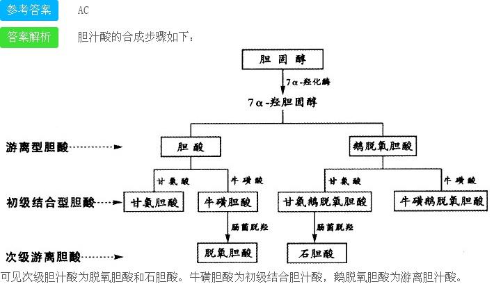 属于次级胆汁酸的有()