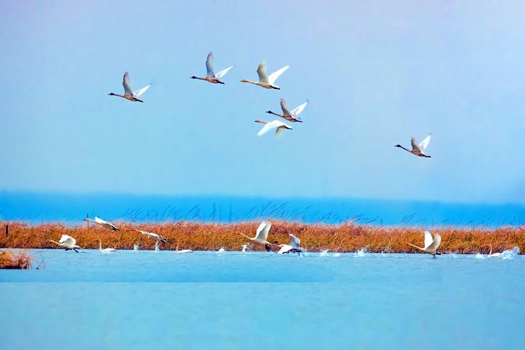 大群冬候鸟飞临扬州邵伯湖 护鸟"天眼"记录下这些身影