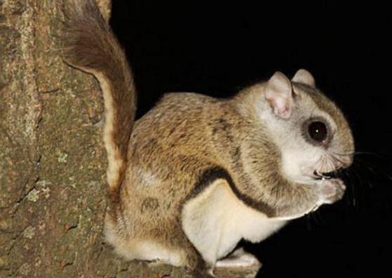 寒号鸟竟然是哺乳动物为何人们一直都认为它们是鸟类