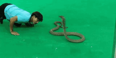 如果毒蛇咬自己一口,它会被自己毒死吗?