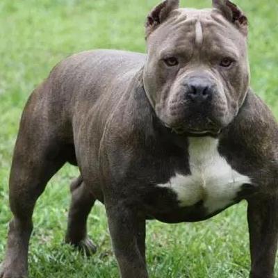美国恶霸犬和比特犬有什么区别