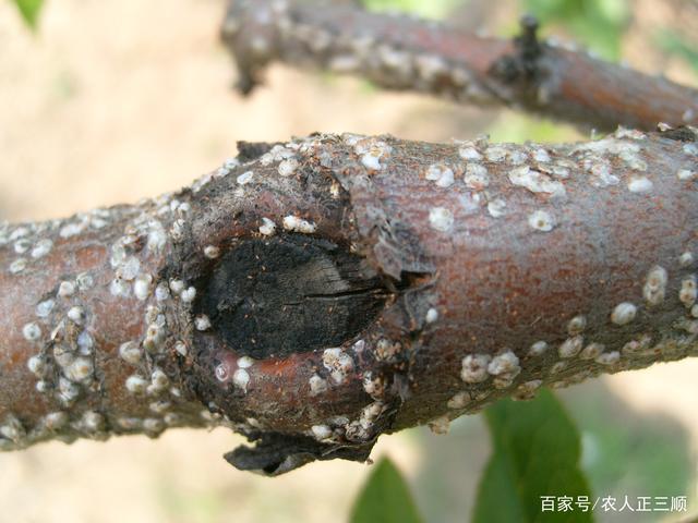 五一在老家拍的桃园昆虫照片,有害虫也有益虫,你认识吗