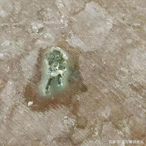 鸽子感染的到底是新城疫还是沙门氏菌病?