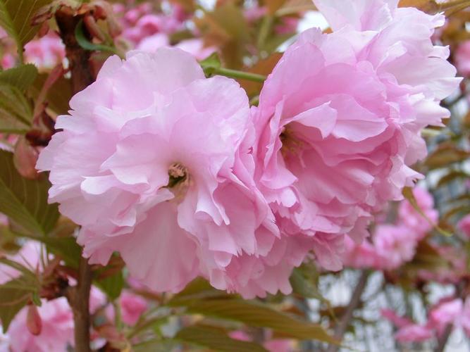 花开并蒂
