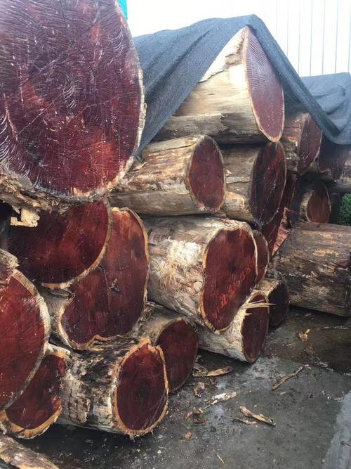 红檀香 香脂木豆 原木 南美香花梨