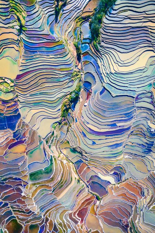 中国云南凭什么是世界鲜花王国