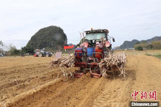 图为安装好北斗系统的甘蔗种植机正在作业. 韦莲香 摄