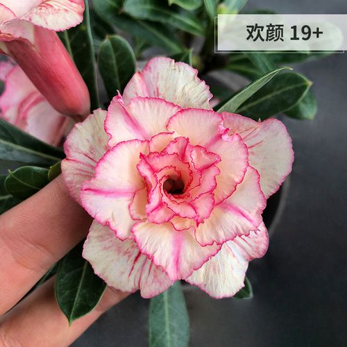 30余个花色,让重瓣沙漠玫瑰更漂亮了