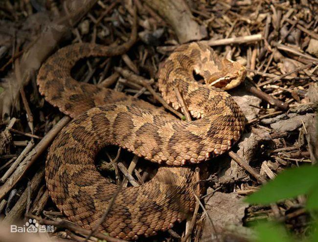 蛇类|野生动物|蝮蛇|董朝伟|王锦蛇_网易订阅