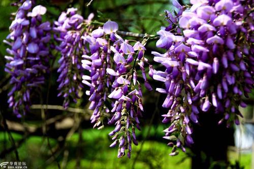 紫藤花