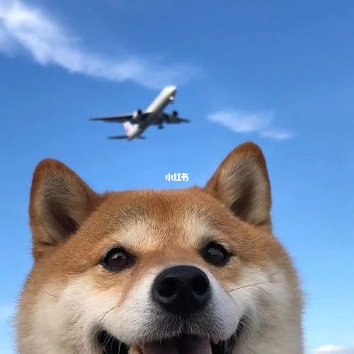 狗子头像柴犬可爱_柴犬_头像_浪漫_素材_头像