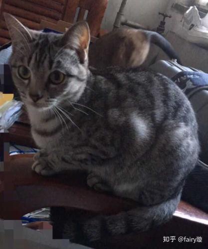 我家是美短和暹罗串串的,一公一母你阔以借鉴一哈