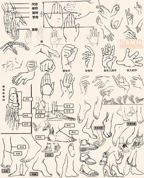 【技术贴】手的结构理解与绘画方法大合集