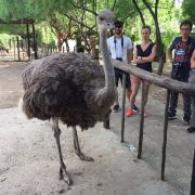 奥茨胡恩鸵鸟农场游玩攻略-鸵鸟农场门票多少钱/价格表-团购票价预定