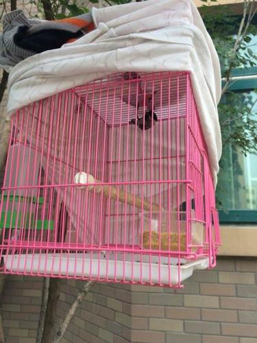 河南红子鸟和雏子