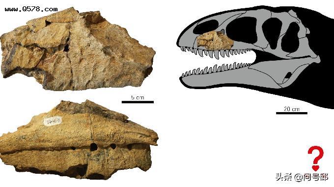 乌兹别克斯坦发现9000万年前巨型恐龙化石,体型超过霸王龙