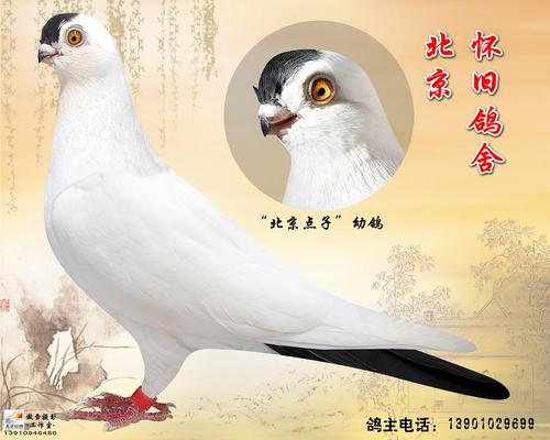 北京点子 观赏鸽