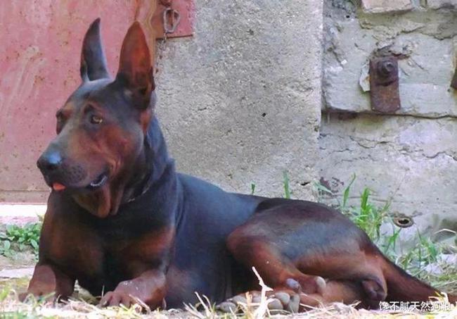 中国本土的7大猛犬个个威武霸气丝毫不输国外犬种
