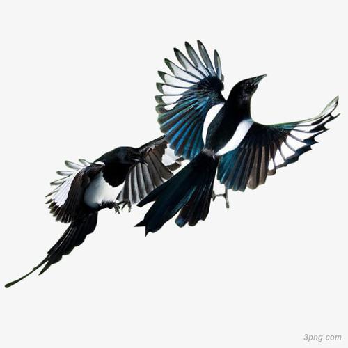 飞翔的喜鹊png素材透明免抠图片-其他元素