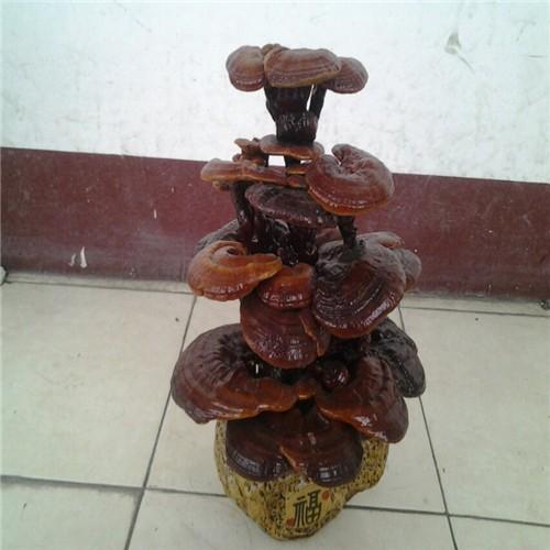 雅安灵芝惊喜价格