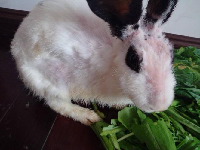 谁告诉我 我家一只兔子怎么回事儿 掉毛掉怎么厉害