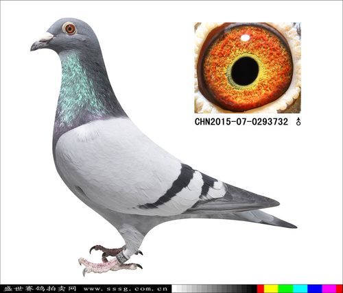 长春盛世鸽业 - 中信网铭鸽展厅 www.ag188.com