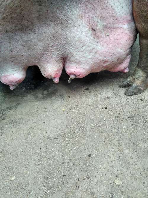 怀孕母猪还有5天下仔得乳房炎怎么办