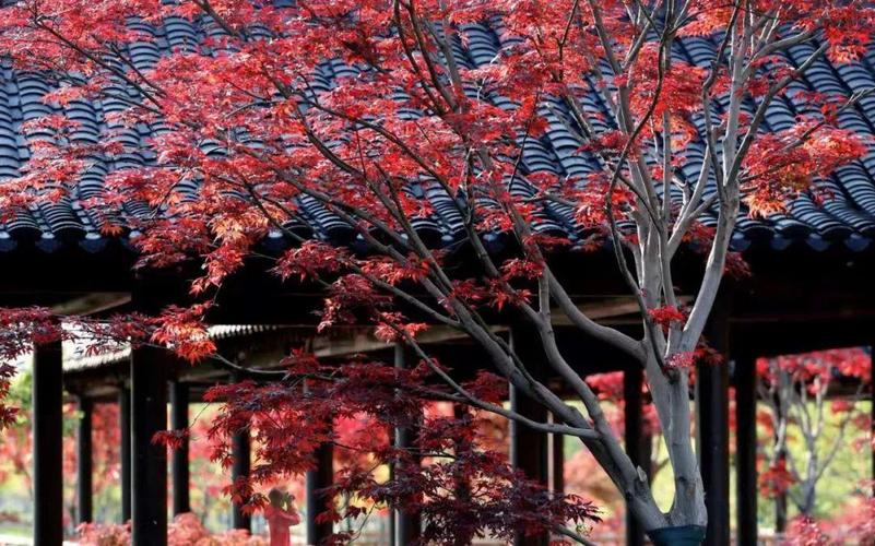 伊芦山景区枫园正式对外开放