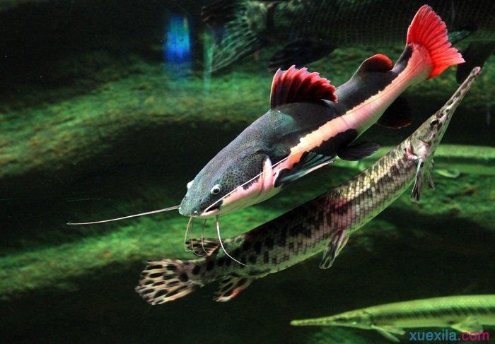 红尾鲶鱼图片 观赏鱼图片