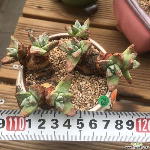 迷你诺玛8头 多肉植物