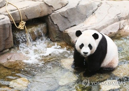 旅居韩国的大熊猫"爱宝"和"乐宝"采用戏水和趴在人造冰石上的方式来