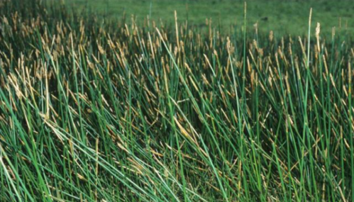 洣水科普大讲堂 | 第149期 植物篇——老头须:灯心草