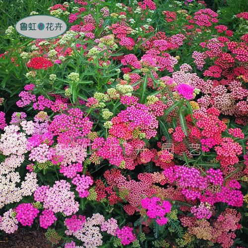 鲁虹花卉 多年生宿根花卉大滨菊 发货规格11厘米盆栽苗