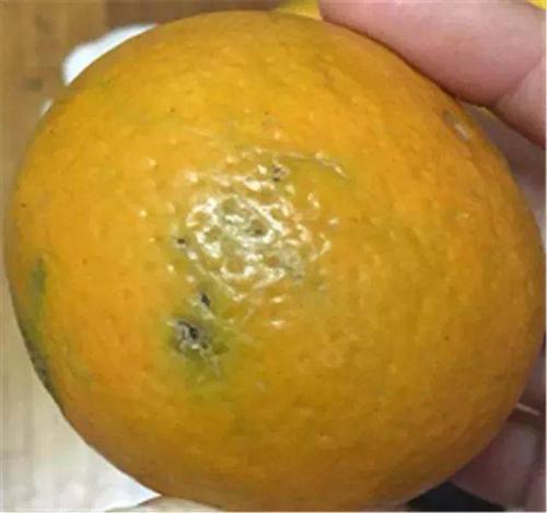 冬季佳果!皇帝柑59元/10斤,抵吃又能消滞止渴,补充维生素c