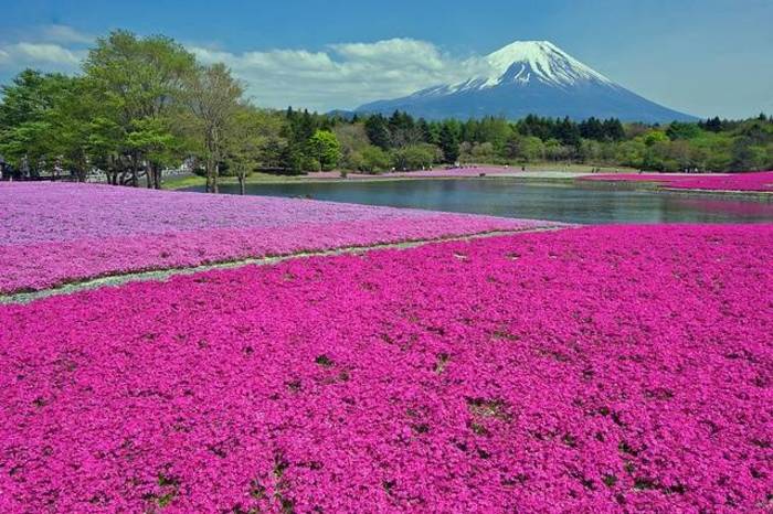 山东【芝樱花价格】芝樱花批发找玉伦芝樱花种植基地