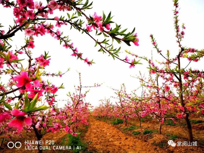 桃花节震撼来袭!3月30日,一起相约鹤鸣湖畔赏桃花