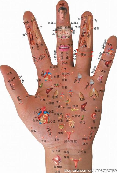 手足耳反射区对应图