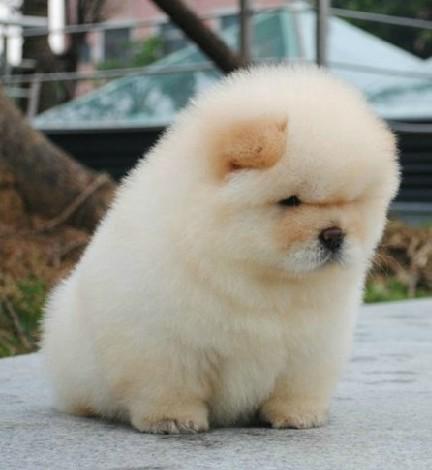 上海哪里有松狮买上海松狮多少钱上海松狮图片