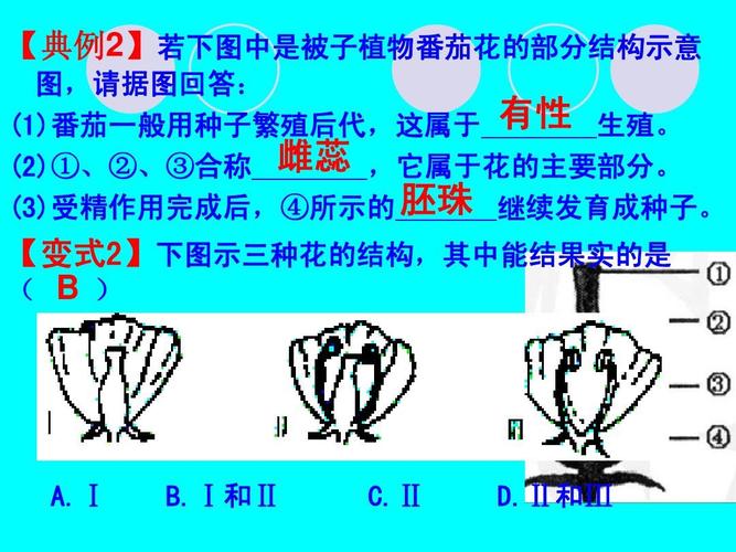 番茄花的部分结构示意 图,请据图回答: (1)番茄一般用种子繁殖后代,这
