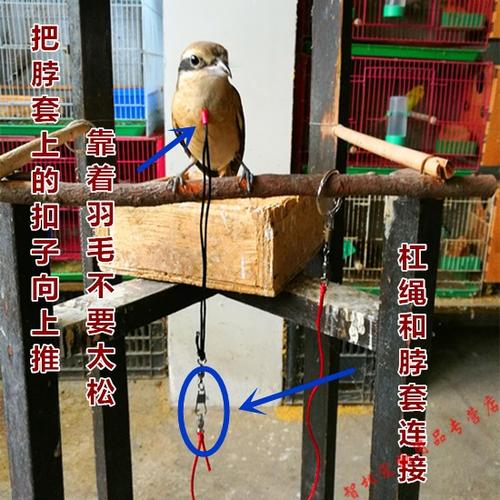 天弗 鸟用脖套脚链蜡嘴训练绳站架杠绳鹦鹉放飞绳遛鸟