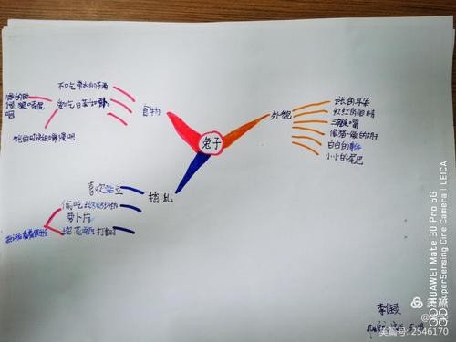 描写动物思维导图