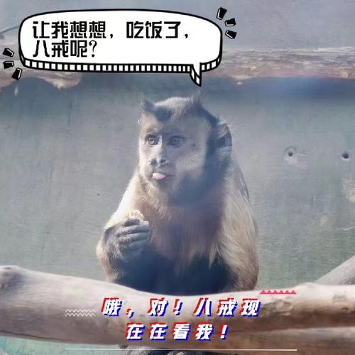 不得不提起之前去动物园偷拍的,自己加了文案.