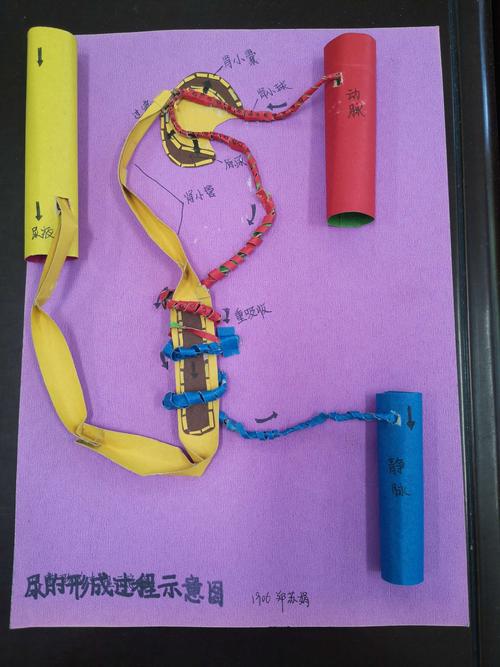 卡纸制作的肾单位模型