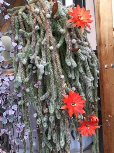 仙人球的种类介绍 成都力德通讯手机分期,实体店办理快捷,通过率高,不