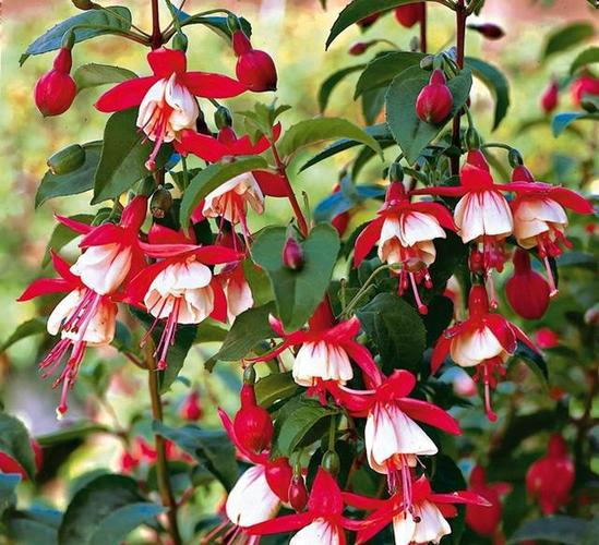 倒挂金钟要想好看,学一学修剪,倒挂金钟的修剪诀窍送给你