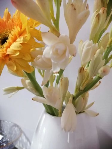 晚香玉_跑步_花市_家居家装_家居装饰_花艺