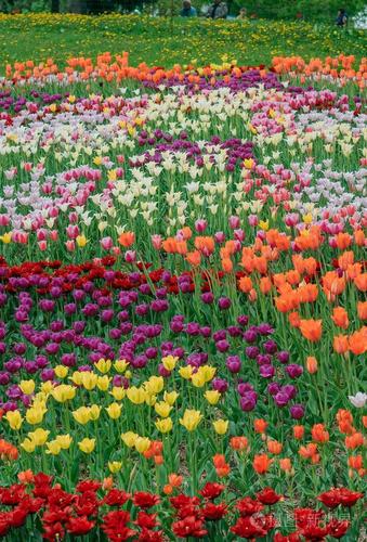 天然的新鲜绿色和明亮的颜色. 明亮的背景上有很多花.