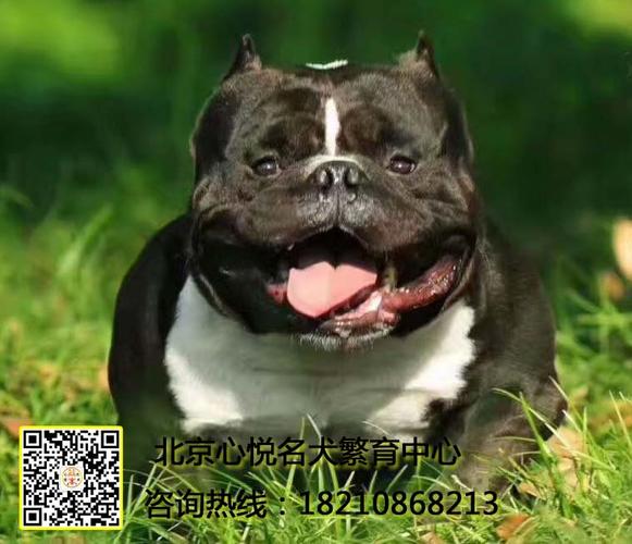 北京美国恶霸犬价格